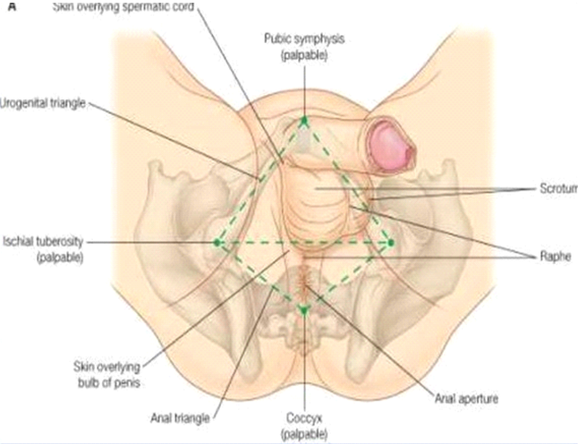 Anatomy of the perineum and pudendal nerve
