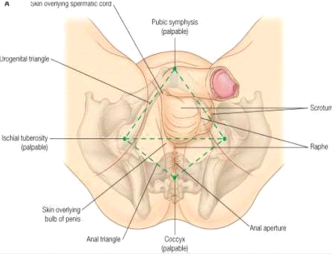 Pudendal Neuralgia Wilderman Medical Clinic