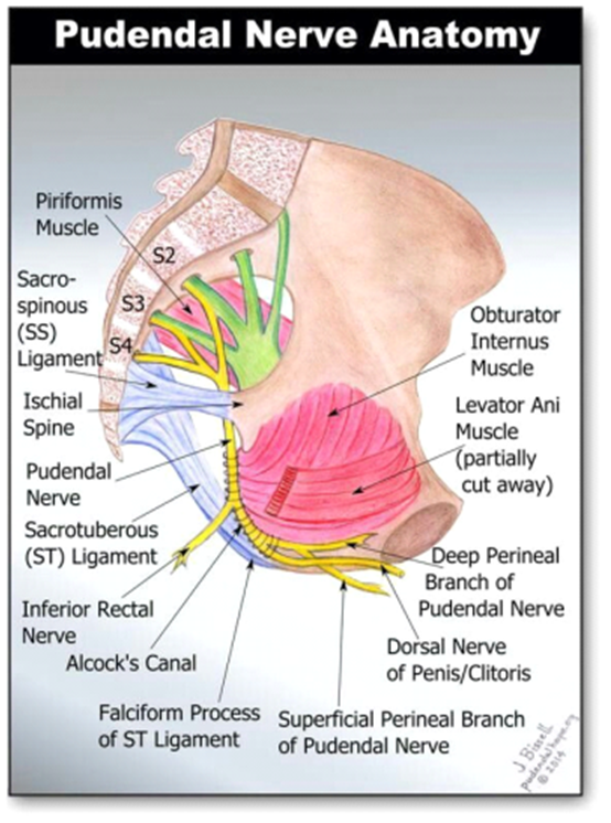 Pudendal Nerve Anatomy