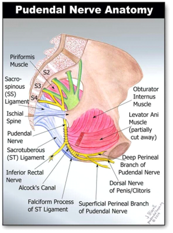 Pudendal Neuralgia Wilderman Medical Clinic