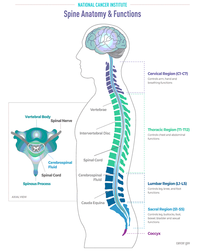 The Cervical Spine: Anatomy, Function, and Common - Spine Center