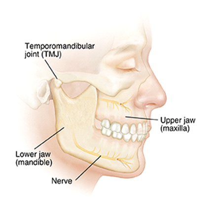 anatomy of the jaw